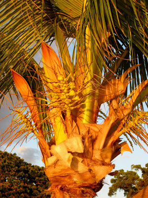 Palm Tree Close-Up