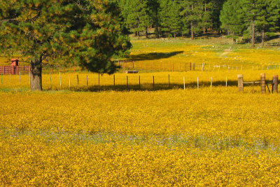 The Fence Line