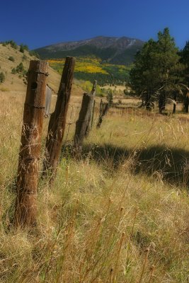 Along the Fence Line