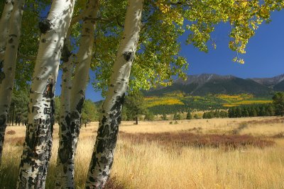 Under the Shade of the Aspen