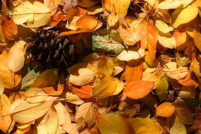 Leaves and Cone