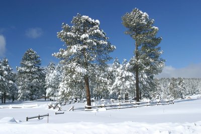 Sentinels in White