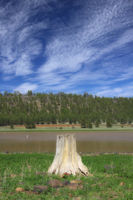 Stump by the Lake