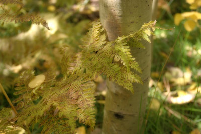 Fern and Aspen
