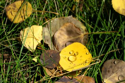 Aspen Dew