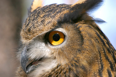 Close-Up