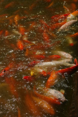 Dole Carp