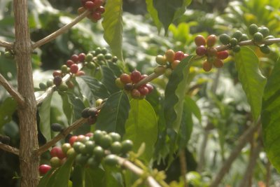 Kona Coffee