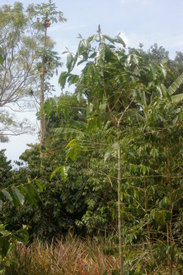 Kona Garden