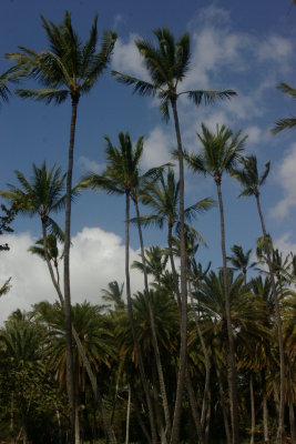 North Oahu