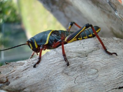 Grasshopper