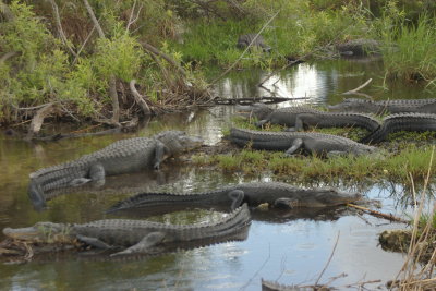 Florida waters