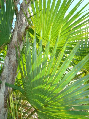 Backlite Palm