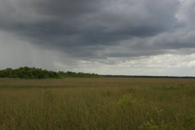 Everglade Grass