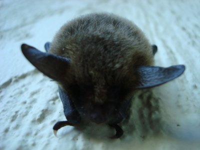 I'm a Bat man