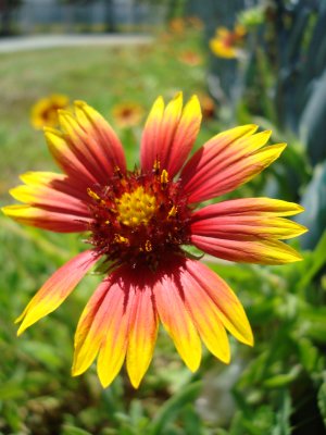 Sun State flower