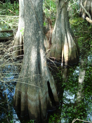 Swamp Roots