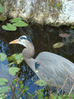 Blue Huron