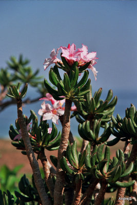 Desert rose -  Adenium obesum