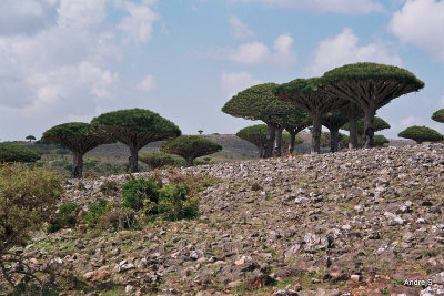 Dragon's Blood Tree