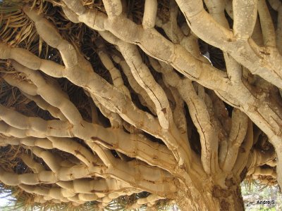 Dragon's Blood Tree - Dracaena cinnabari