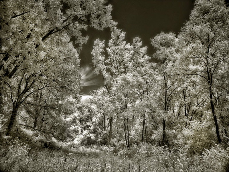 Zerbo Woods