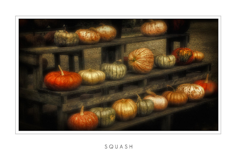 Squash2.jpg
