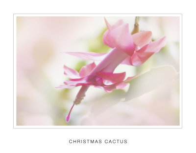 Christmas Cactus.jpg