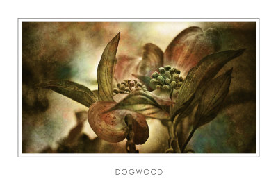 Dogwood.jpg