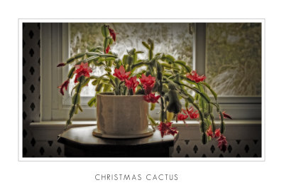 Christmas Cactus3.jpg