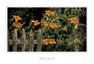 Day Lillys.jpg