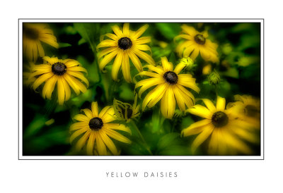 Yellow Daisies.jpg