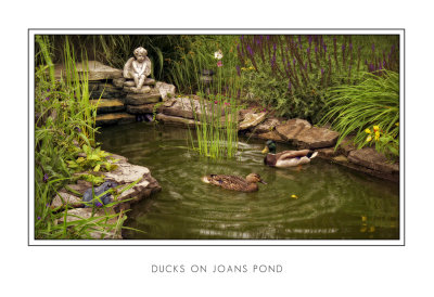 Ducks On Joans Pond