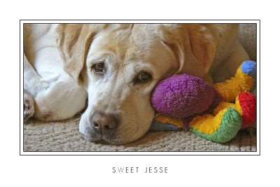 Sweet Jesse