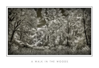A Walk In The Woods.jpg