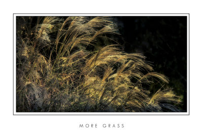 More Grass.jpg