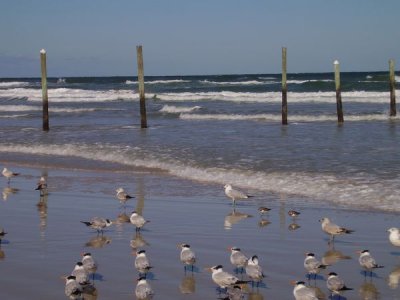 Goofy little guys run back and forth in the waves... and some bigger guys like to stand around acting cool