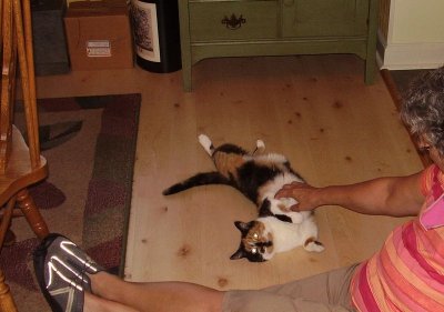 Oh yes... oh yes... I can take this tummy rub thing.  AND, I got my person onto the floor!