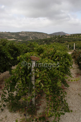 Boutari Winery, Crete.