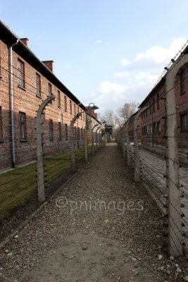 Between the Fence,  Auschwitz,   Poland.