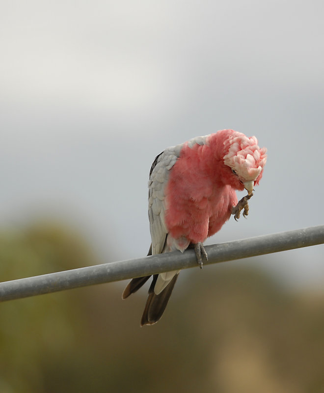 Galah_DSC0007.jpg