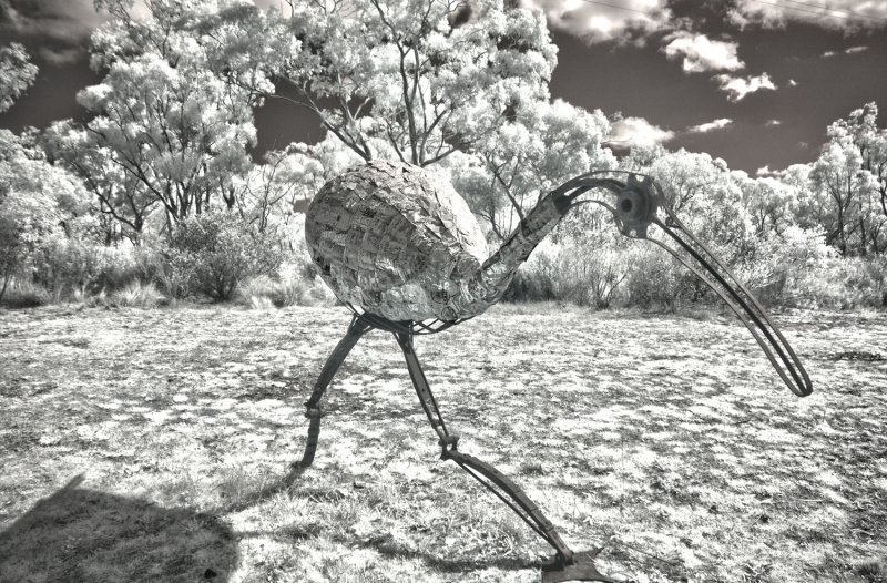 IBIS