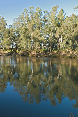 THE MURRUMBIDGEE RIVER NEAR WAGGA WAGGA'S BATHING BEACH.