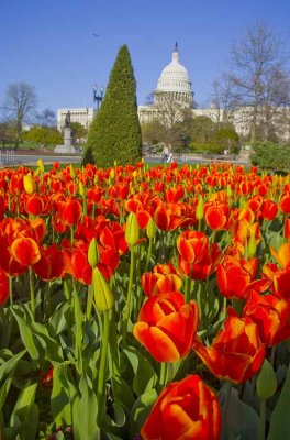 Spring in Washington DC