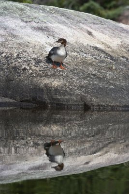 Common Merganser