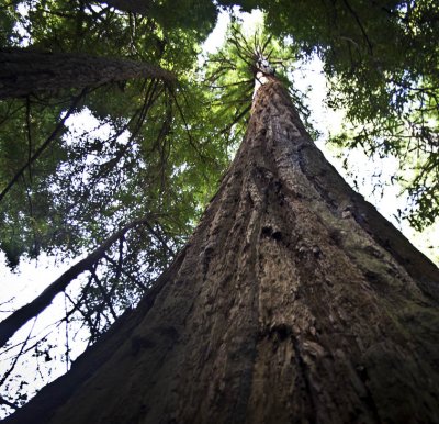 Sequoia National Park