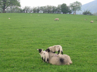 sheep nr Castlerigg Stone Circle, Cumbria