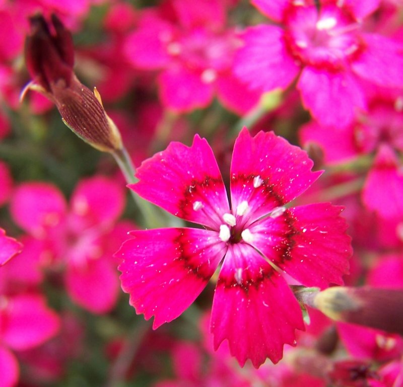 Pretty Pinks