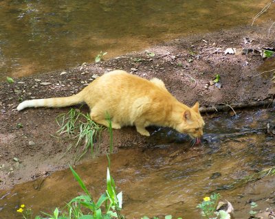 Cat Tongues