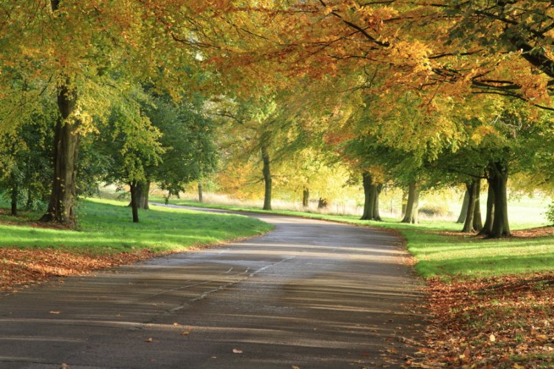 Coloured Avenue